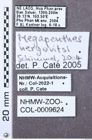 Etikett zu Neofleutiauxia hamanni (Platia, 2008)